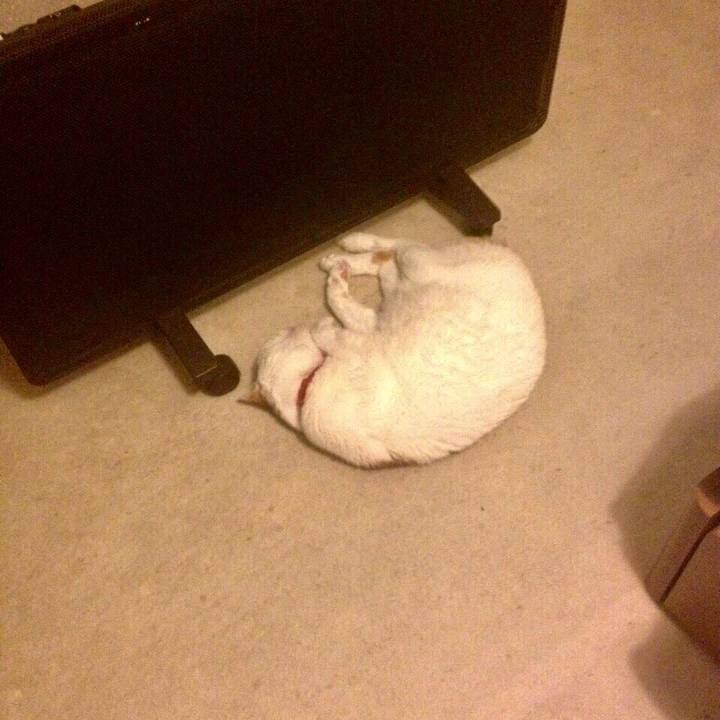 F8c63734 8708 477d 8bf8 9d537aee73dc 1517048480059