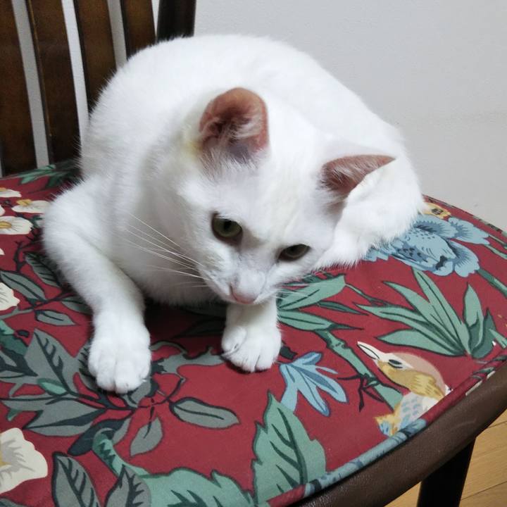 F8c772b9 b286 469d b8b2 a44dc501283a 1638225216033