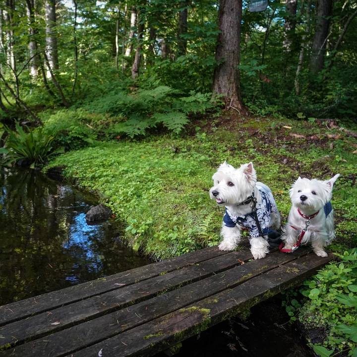 F8c84069 7c32 40b6 a1e5 0ae8aec5a107 1534494276925