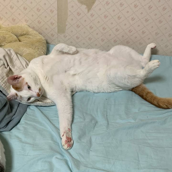 F8c88cad 1742 4e77 ba5e f65c8f7b36dc 1623515013626