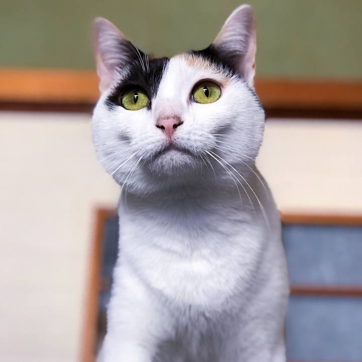 F8c8f0f2 41bd 46c9 92c3 f304efaffd70 1509981241980