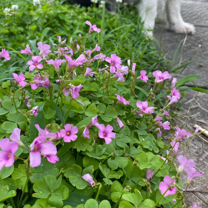 F8cd6585 a331 4194 a409 8ac3813e3b41 1594255726223