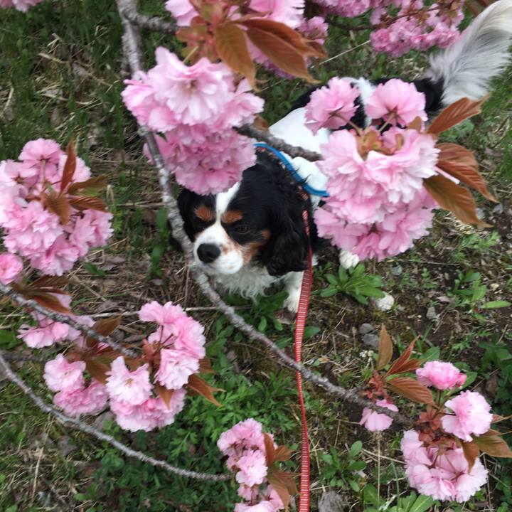 F8ce9ace 978b 4cc2 873f 4c55bc283354 1525518384465