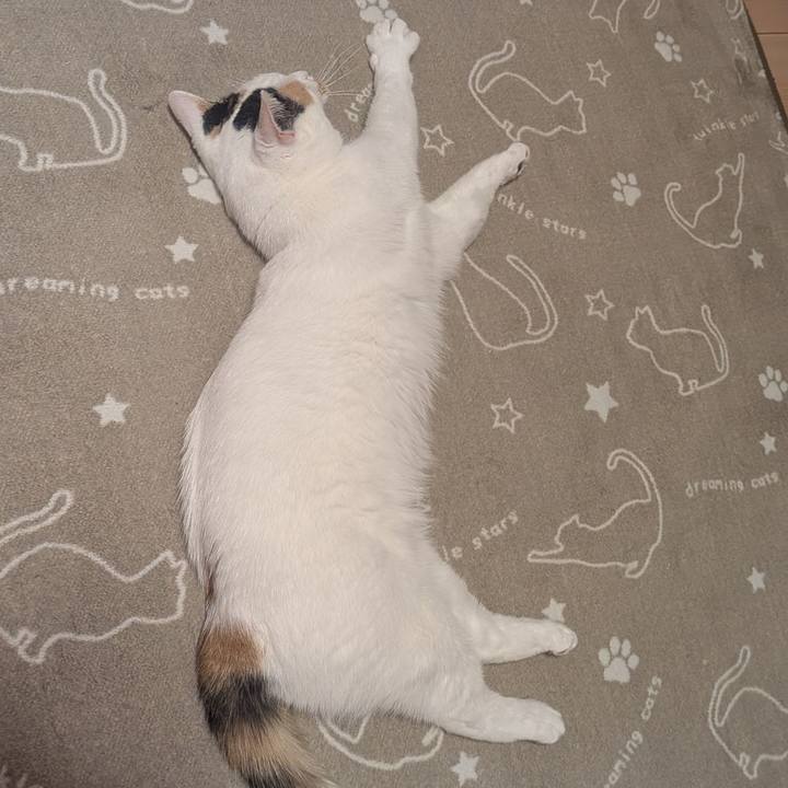 F8cf450a da61 4d47 9453 4fc67a1e1dbc 1761567457617