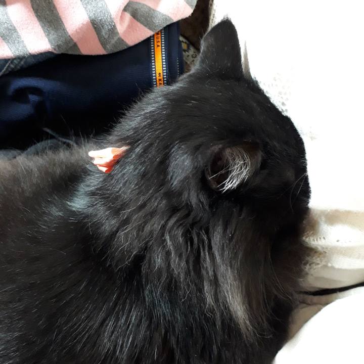 F8d01fff 5c85 47ba 98a0 83a2d66dec87 1521190932350