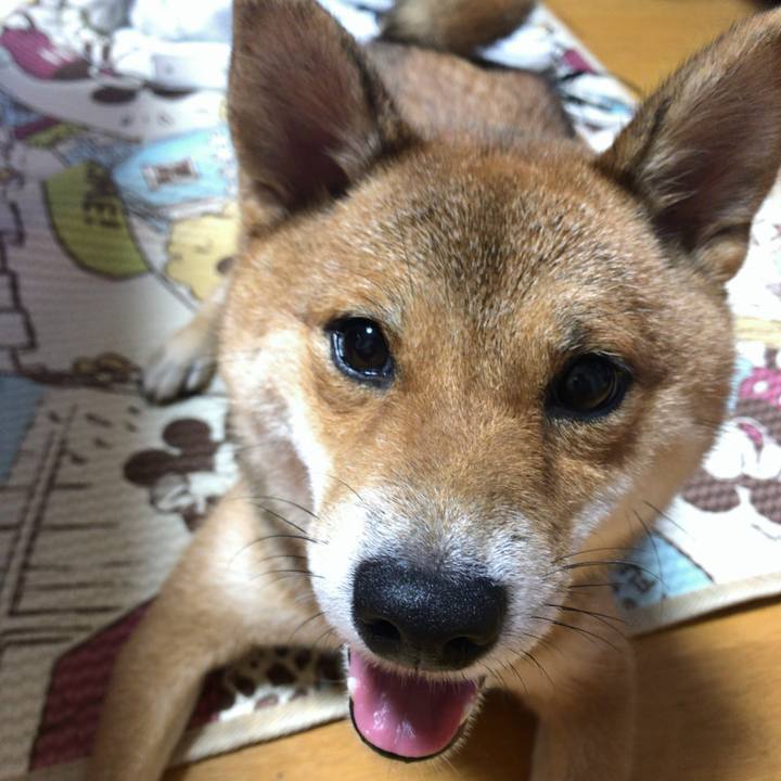 F8d33cd6 6993 4e84 8d81 c842bed274e7 1536144510052