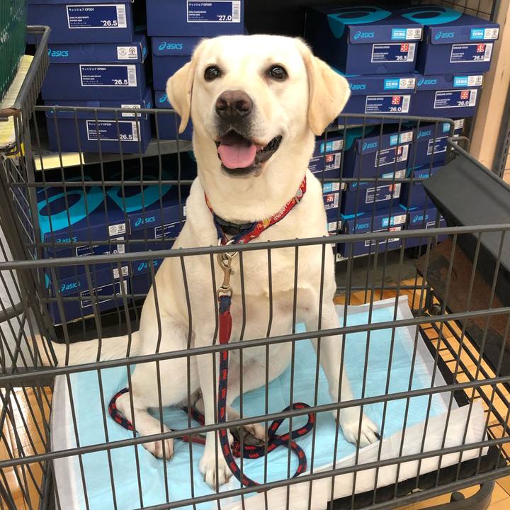 F8d8a863 7207 4694 9247 4eaa9b77045c 1573125767147