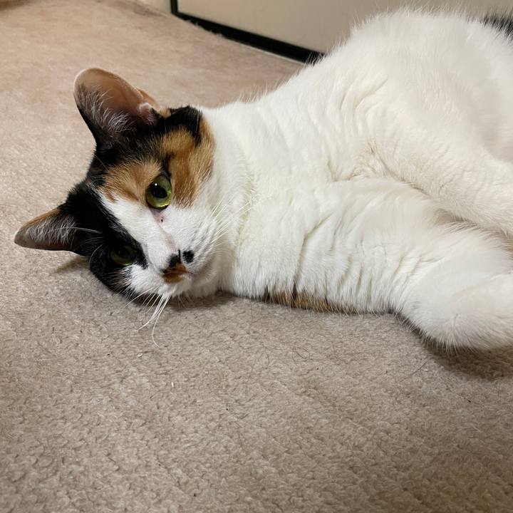 F8d953a0 2127 4590 bbdb 3755eb6f1832 1716852343484