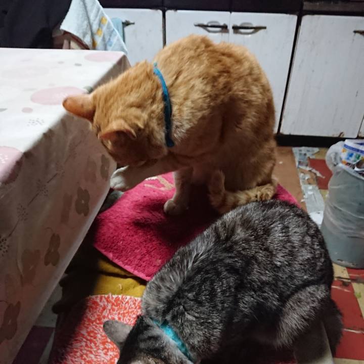 F8e68600 7283 493f 9c79 510503620004 1555965205900