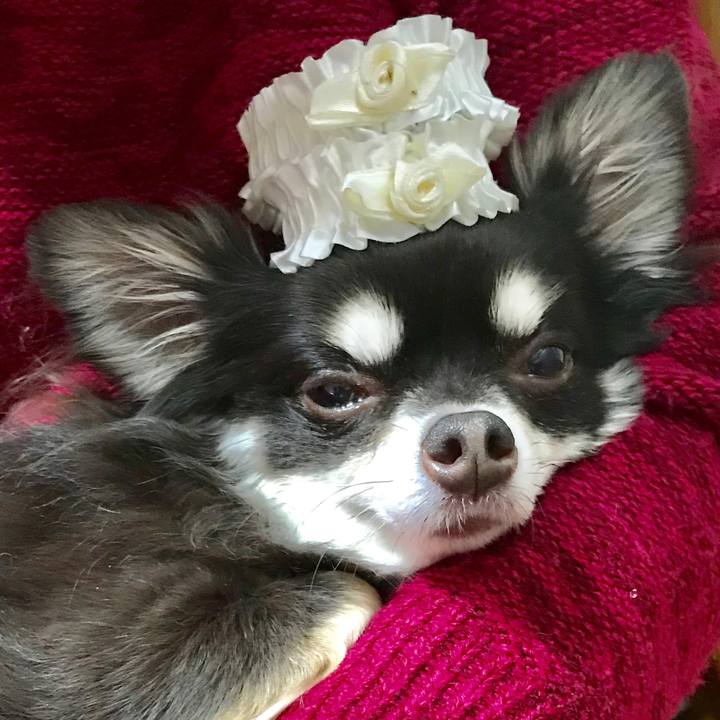 F8e7e114 7b0e 4275 b3ff 458e90ad0c14 1543749260670