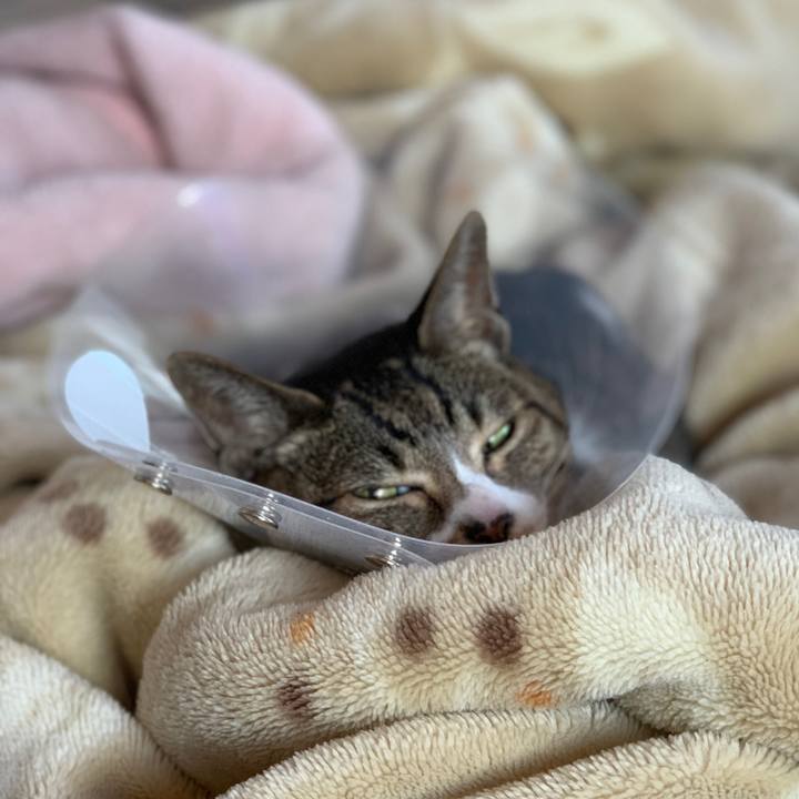 F8e7ea2f 04ea 4a2b ad53 81e1f4dfda89 1554254122954