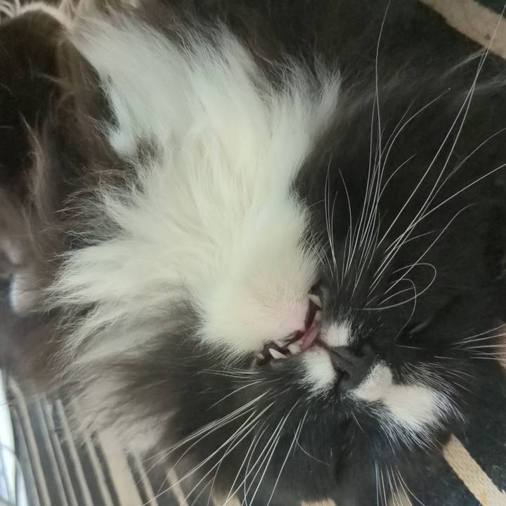 F8e8b486 6ae8 48c7 8c03 5a67a0e45bb2 1754464522096