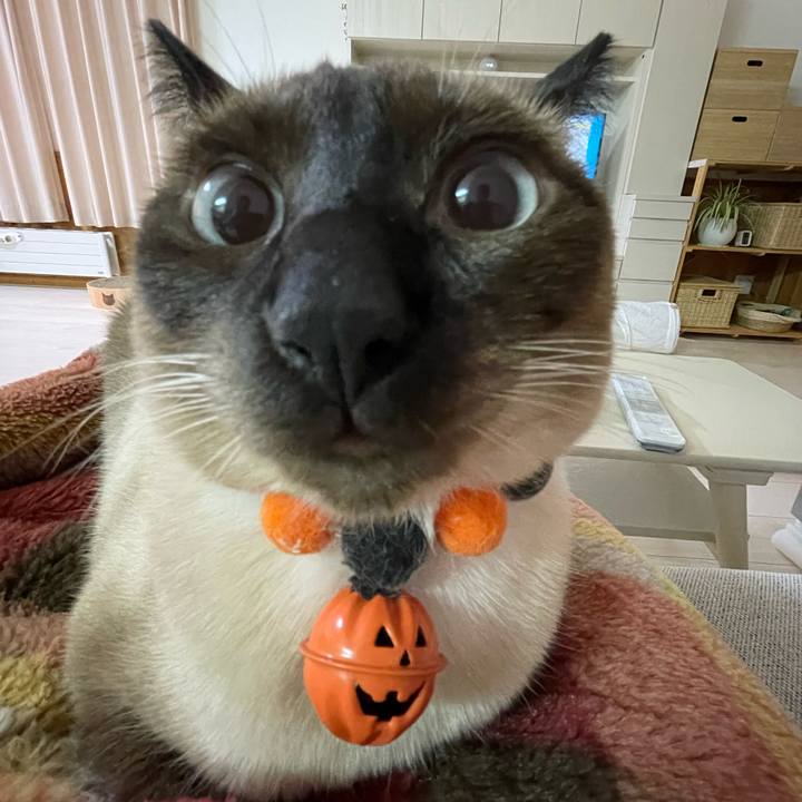 F8eb2b30 0944 4b9c 8c12 b2449a6230bc 1727899047073