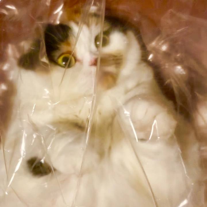 F8edbf2e eaef 4a0d b406 a3f3146ac8f0 1567635907702