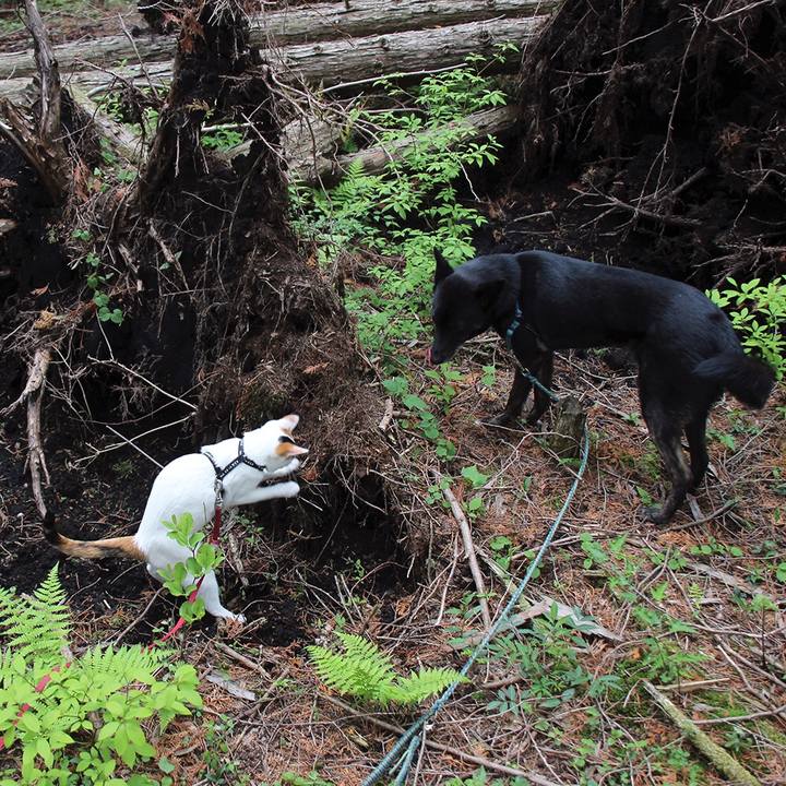 F8ee8c6d ef98 4b5b b6b8 fe3239d51783 1560725287102