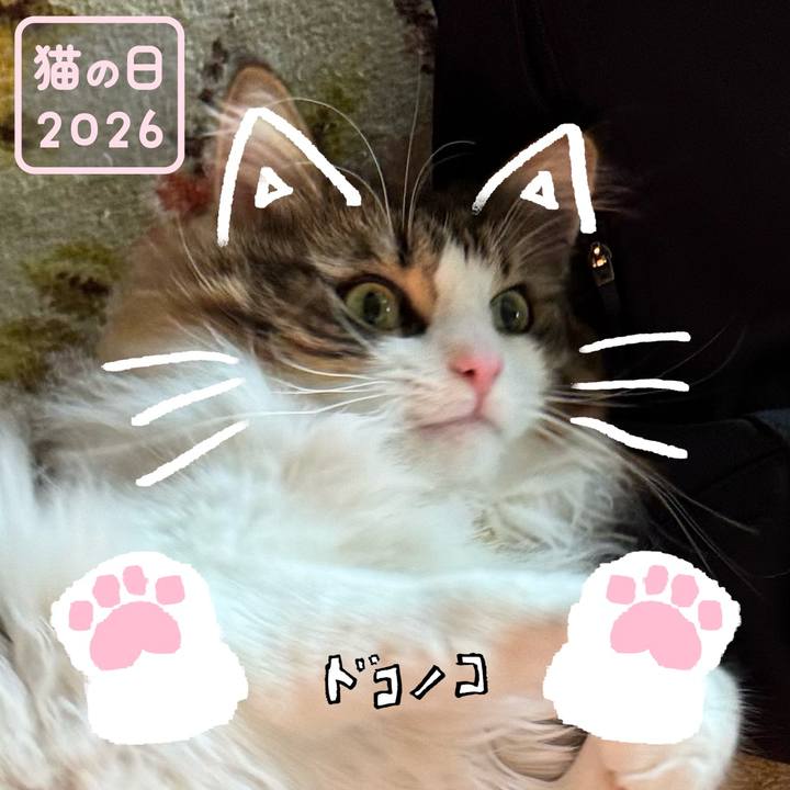 F8ef7b52 0b04 4004 9529 165314fd194b 1771716025593