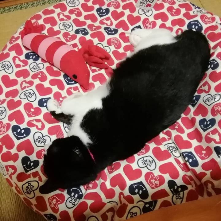 F8f175a9 f3d2 4ad3 ae92 7a652d9202e5 1560003007982