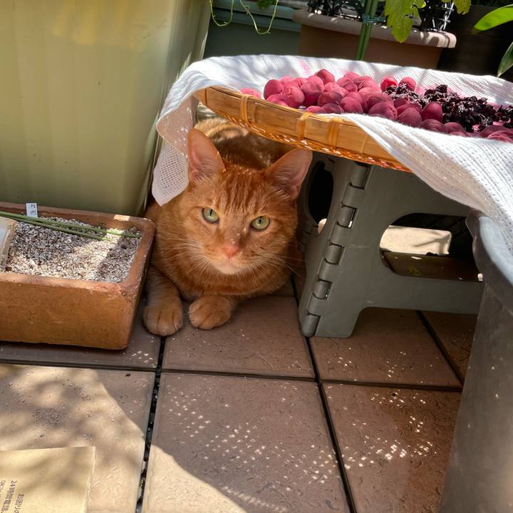 F8f2fe4c 64b0 4c8d 9071 adc1d11b4cdc 1658738681241