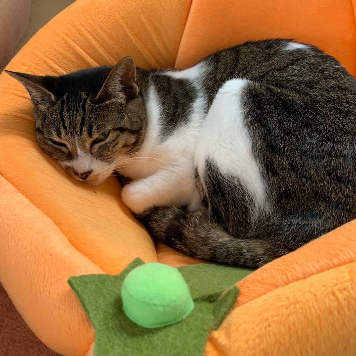 F8f38ffe 0601 4e79 a50b 87e5b69472e6 1543539493986