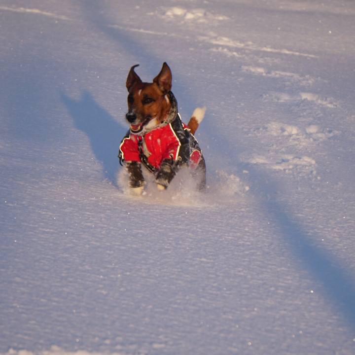 F8f3e84e 53ea 4b76 93ff 4a2efa298b1d 1516749237743