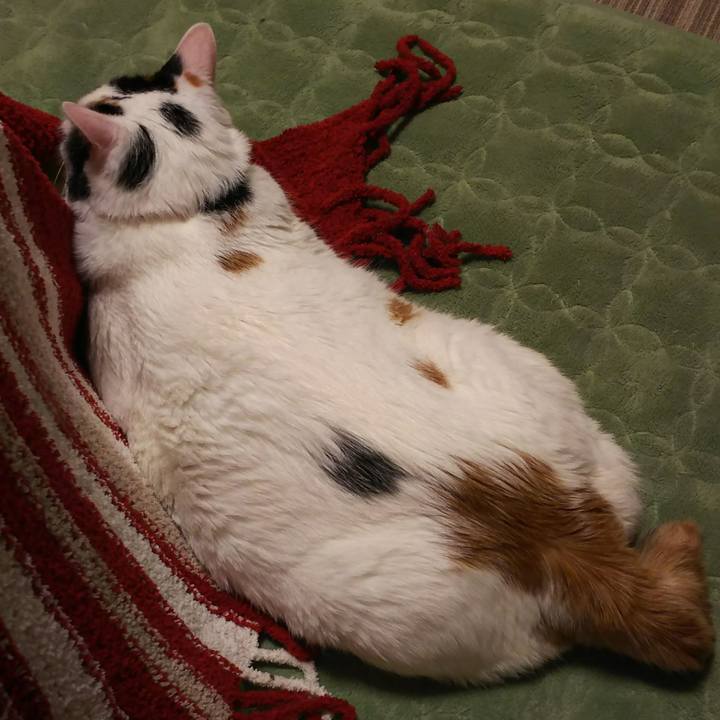 F8f4e7bb ab24 4a2d ba88 605f1cd392ca 1511095942045