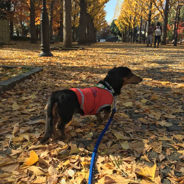 F8f9c17d 4f72 4fbd 988f d0dcf4e256e8 1512287853947