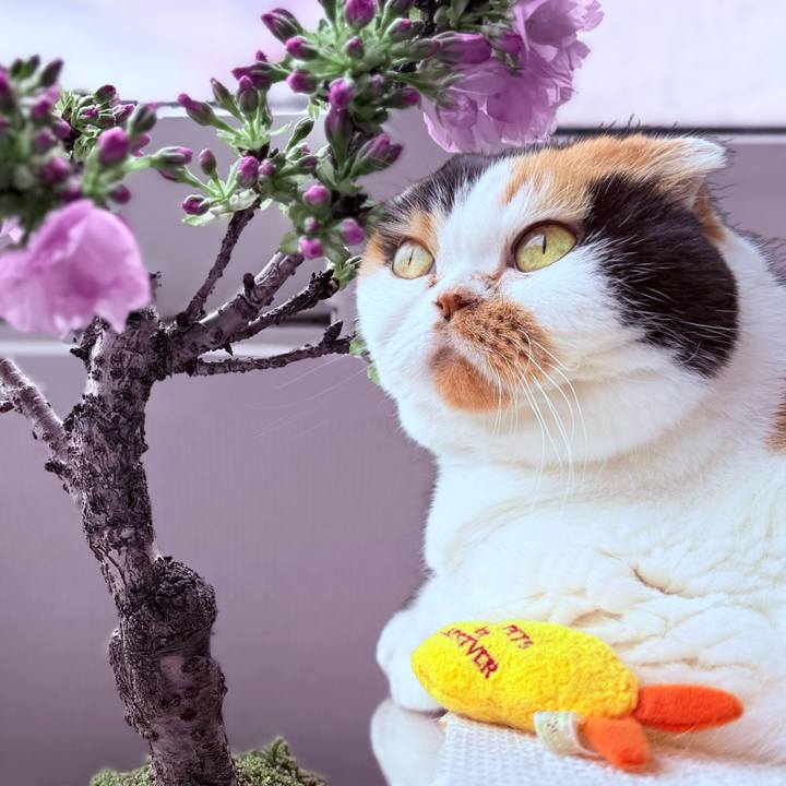 F8faa639 aa06 4e79 95a8 c885b134511e 1745806702498