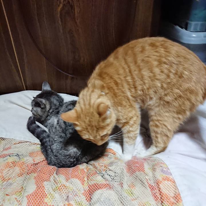 F8fb9bfb 38f6 442e b4d7 a960a87a26ab 1591185987679