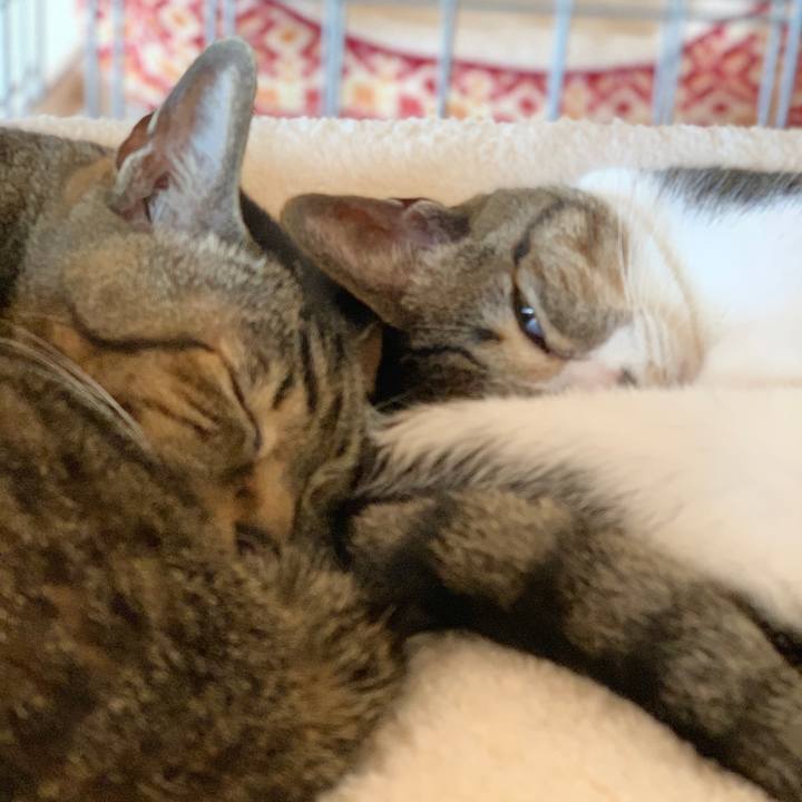 F8fdf414 8b7b 421d b255 ee9411d54c80 1589592017935