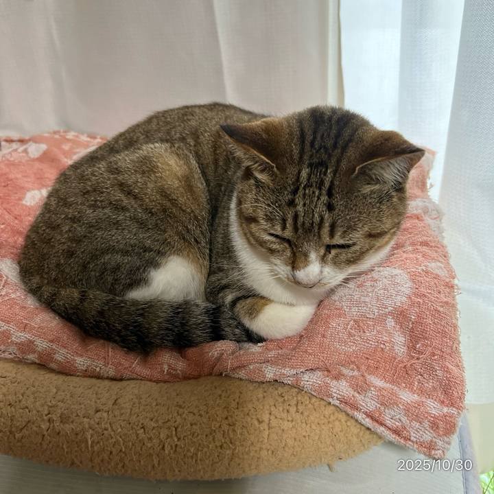 F905bb39 64b6 4ef9 a4dd f529e0f5718d 1761775634771