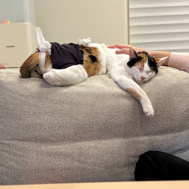 F907274e 6779 45f6 bf81 e7e3467d55cb 1766844422560