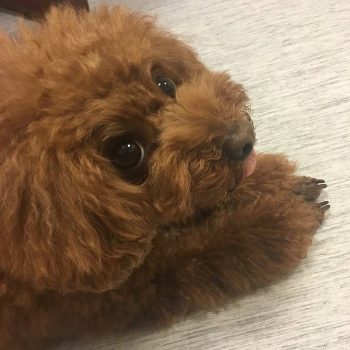 F90a53c7 669b 4a2f bef6 9e5e4d29e8c4 1531995756710