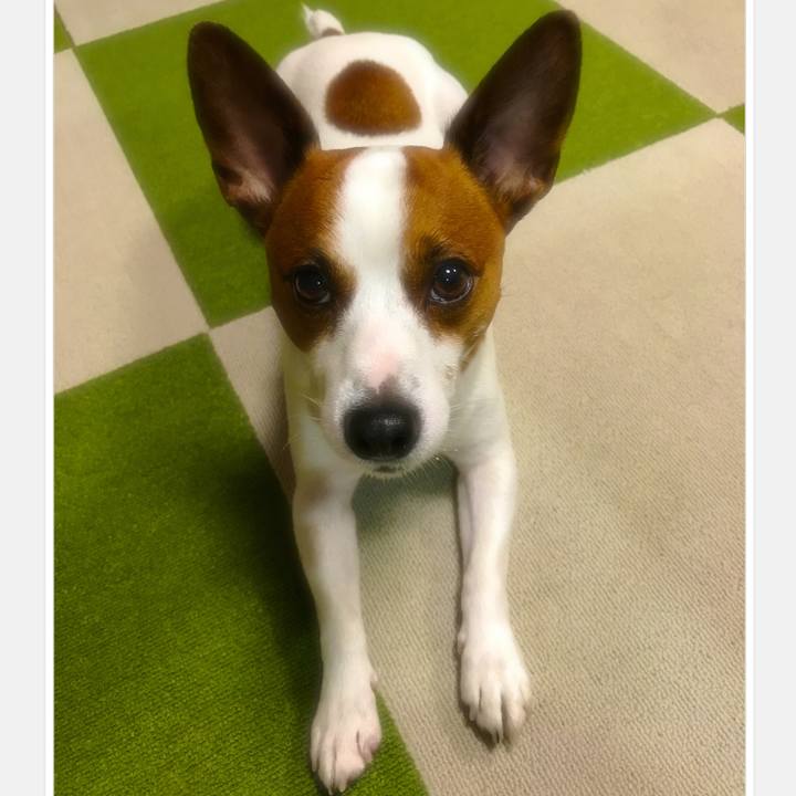 F90aad6d a035 4f5b aa2a 21e304adbd48 1510669457713