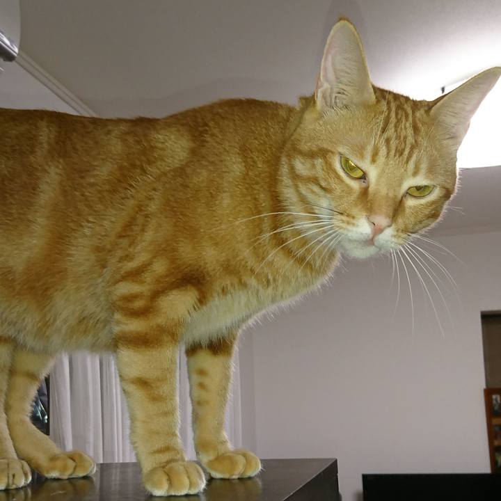 F90ad079 5220 4336 9d1d 0669d11a8e75 1508765518029