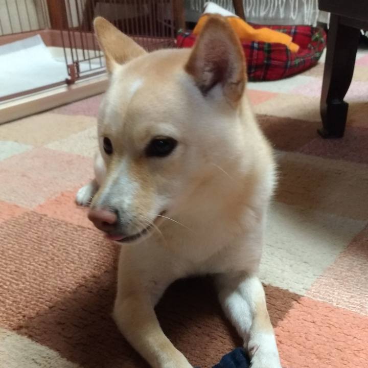 F90e21a4 f709 42f0 80cf 55b1fb1a257d 1544046192142