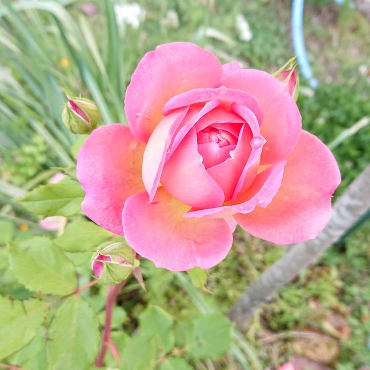 F91aaee4 b4a3 4d4f acc1 4e19f4779f7a 1620259619969