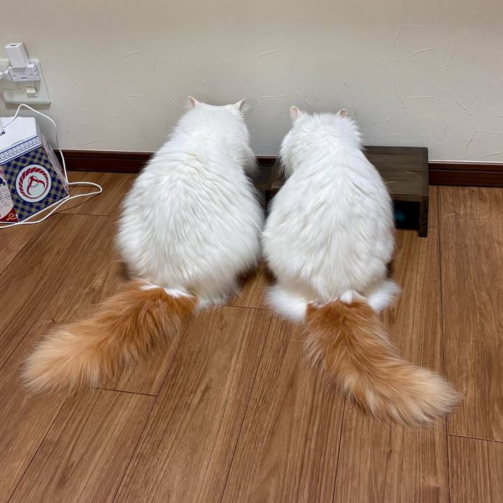 F91b3860 a6a8 46d9 a072 f7a587540c30 1775354743733