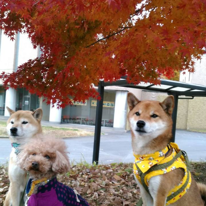 F91f7264 680b 4fb6 9f80 c17f72fab6ab 1511773731636