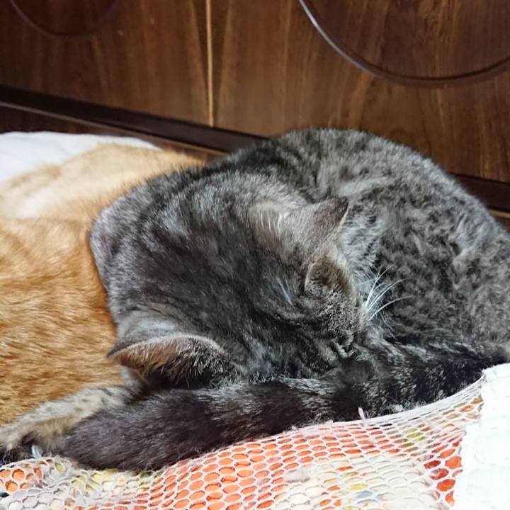 F92a638a 3946 4f8b 8939 a47713515226 1584365678562