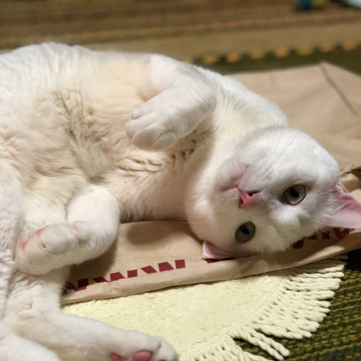 F92ef1b9 cd04 43ce a014 6664488762ed 1539094468435