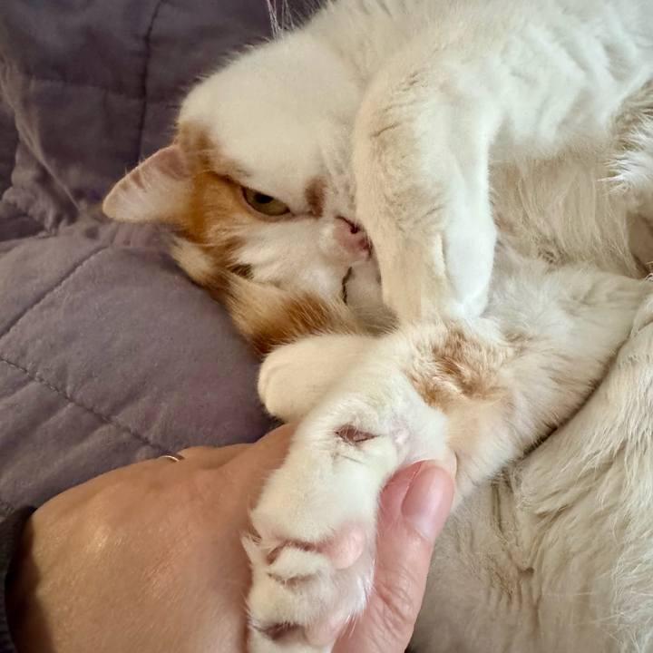 F93768d0 52c0 486d b14a af786ab12595 1771237734886