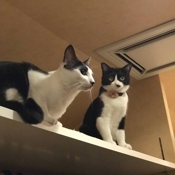 F9383c66 54f1 4bab adaf 675f5207c729 1535923396884