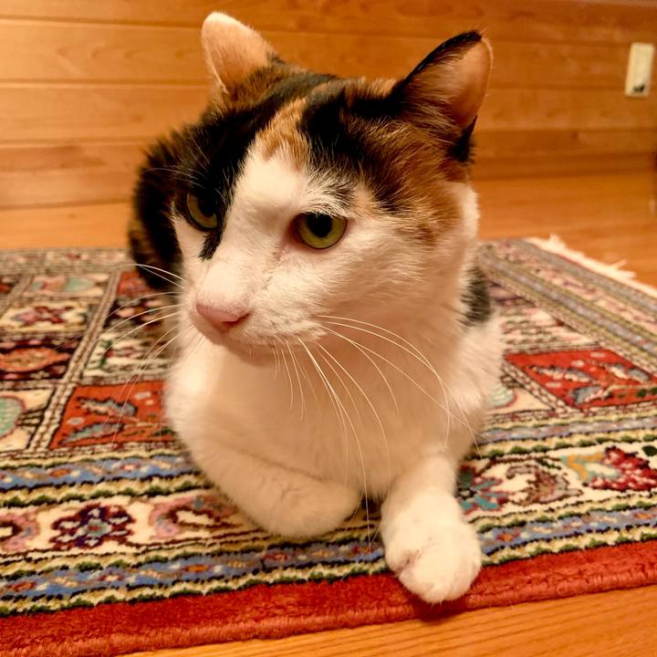 F93ed3f2 57ab 4676 93ac 656261c6a15d 1605361233151