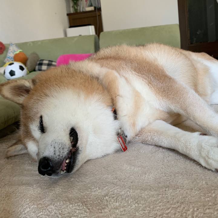 F9452ac9 e868 4484 b47a 8e13bbd9e5f9 1597469827929