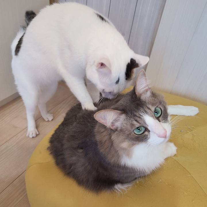 F945fbba 57b4 4c96 91ad f205fcfadd2d 1628091644579