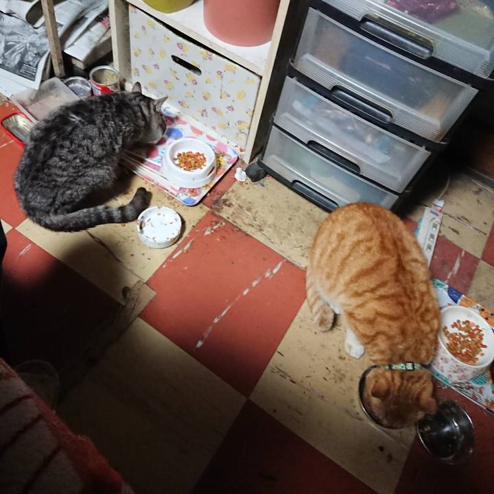 F951ef85 0184 47ba 83ff fc4ea68c1bb9 1584302764195