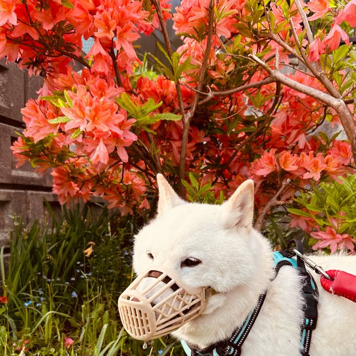 F953e761 7d74 4170 b3f4 e8f82582f88f 1685222346410