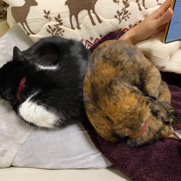 F956581c d50a 45b6 be07 e06dc4a2b0c8 1640532037176