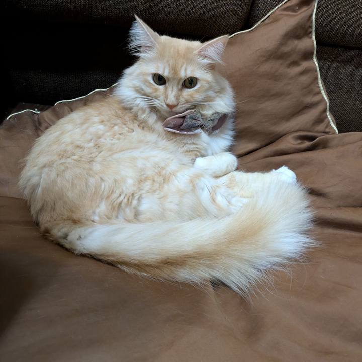 F9664bb5 5a96 4a3e bdd1 5fee8be6db42 1731837933292