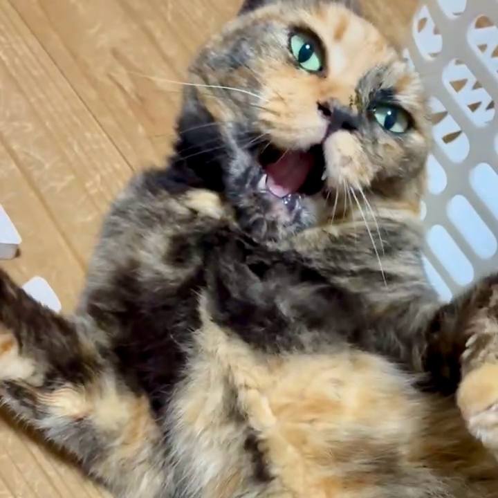 F96bbcd0 d53c 42d3 ba70 747ca76e1c75 1751401520395